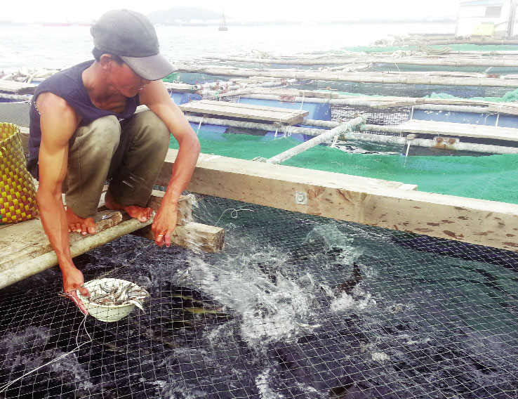 Giá cá mồi tăng, giá cá bớp lại hạ khiến người nuôi gặp khó